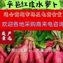 山东红皮萝卜早春红玉萝卜，平邑红皮水萝卜。现挖现发货产地