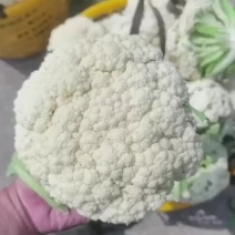 白面青梗松花菜有机菜花品质保障货量充足长期供货量大