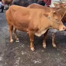 【热卖】黄牛犊基地直销全国发货保质保量价格优惠
