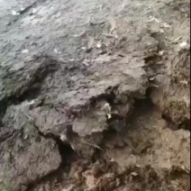 鸡粪