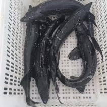 现货5-10斤山泉水养殖鲟鱼，A级货品
