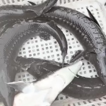 现货5-12斤鲟鱼，品质上乘
