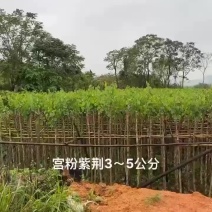 宫粉紫荆3～5公分基地直销规格齐全欢迎老板来电咨询