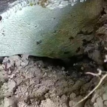 海南纯野生蜂蜜！