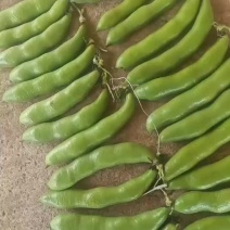 陕西汉中蚕豆大量上市，产地一手好货，走货一条龙服务。
