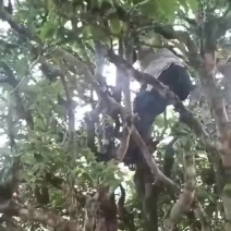 古树茶