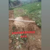 鱼腥草