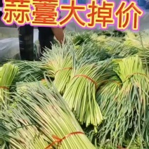 2025年沂蒙山蒜薹大掉价，货源充足。欢迎各地采购商来电