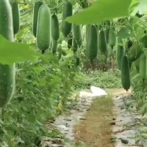 广西南宁市西乡塘区大量毛节瓜上市中，有需要的老板随时联系
