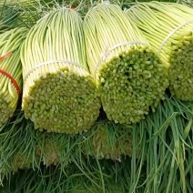 红帽蒜苔