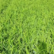 大花萱草