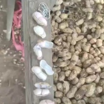 新鲜带壳小白沙