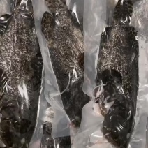 石斑鱼一活三去，工厂直销，接受定制。