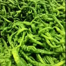 云南产区螺丝椒，价格美丽，品质好