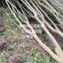 占地紫薇基地批发