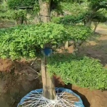 对节白蜡2.2米8个盘3米对节白蜡9个盘造型10米白蜡