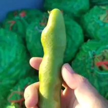 江苏南通本地蚕豆需要联系，量大从优，大量上市