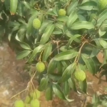 大果