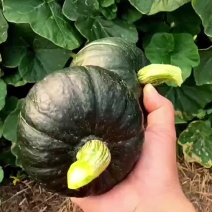 贝贝瓜