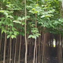 小杜仲树