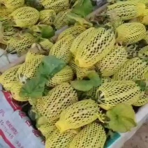 山东甜瓜