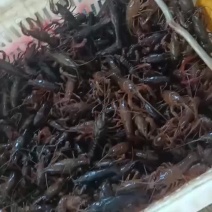 龙虾批发