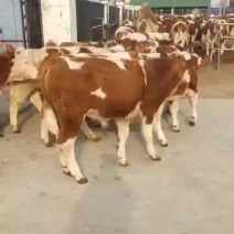 西门塔尔牛犊产地直销量大质优欢迎各大老板前来采购