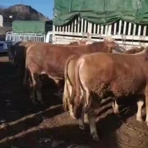 黄牛犊产地直销量大质优品质保证欢迎采购