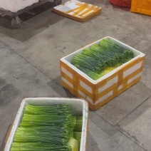 精品韭苔