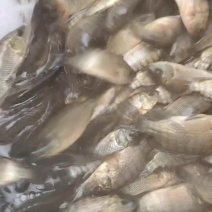 脆肉罗非鱼苗，全国发货