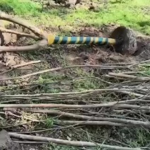 大量出售3-18公分紫薇，基地直发