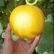 伊丽莎白