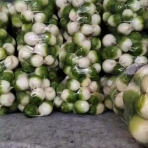 精品秋玉，量大从优