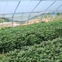 大量供应脱毒红薯苗。品种有烟薯。西瓜红。哈密瓜济薯