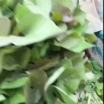 廊坊广阳区西瓜红红薯苗/红薯育苗基地/苗粗苗壮