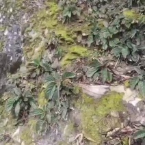 广西野生软肝草中药材贵州苗药新鲜石上莲中草药石上莲，