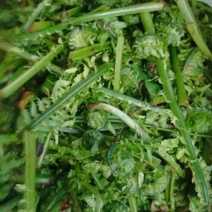 长白山，山野菜，广东菜