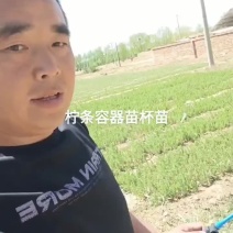 柠条杯苗，柠条容器苗