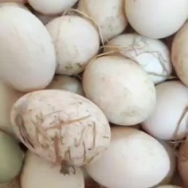 种鹅蛋，140~150克重量，箱装，孵化，食用，欢迎电话咨询