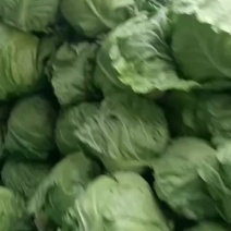 甘蓝