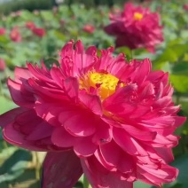 精品荷花品种苗观赏性强价格从优