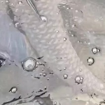 巨青，各种规格青鱼