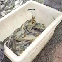 裸鲤
