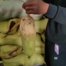 大量供应青头萝卜，冷库货，适合加工厂，无病虫害。