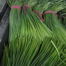 山东省聊城市东昌府区沙镇镇向阳村。蒜苔五一前后大量上中，