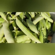 老碗豆