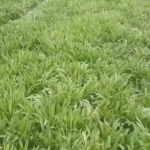 精品绿化金边阔叶麦冬