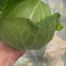 圆包菜