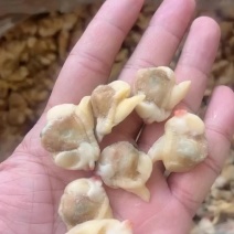 白蛤蜊肉白蛤肉去壳白蛤蜊肉去壳大花甲肉无沙海瓜子肉白蚬子