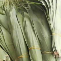 安徽芦苇叶品质保证